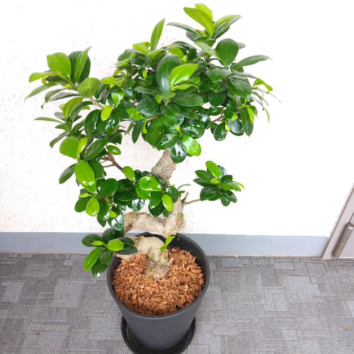 送料無料・一部地域】【現品】ガジュマル 昇り龍仕立 珍しい樹形 高さ