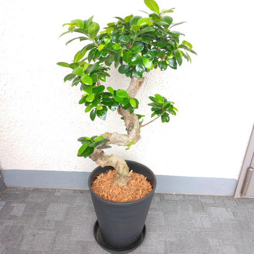 ガジュマル　昇り龍 おしゃれ 観葉植物：ガジュマル 昇り竜 多幸の木 *セラアート
