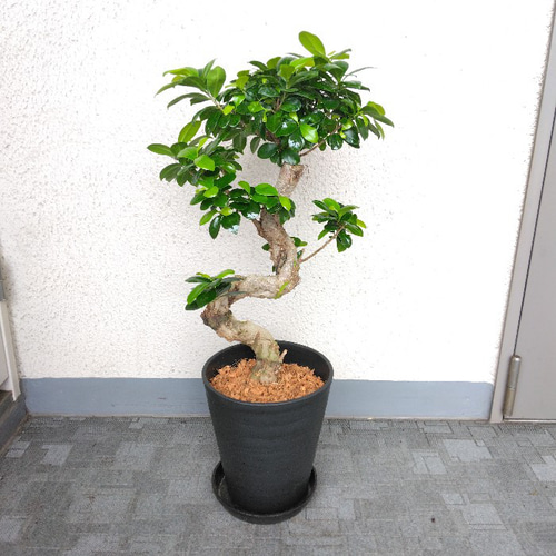 送料無料・一部地域】【現品】ガジュマル 昇り龍仕立 珍しい樹形 高さ