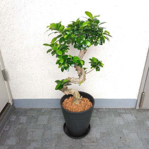 送料無料・一部地域】【現品】ガジュマル 昇り龍仕立 珍しい樹形 高さ