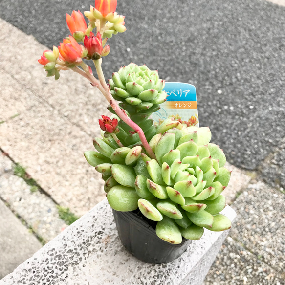 開花中 多肉植物 サボテン エケベリア オレンジ花品種 3.5号