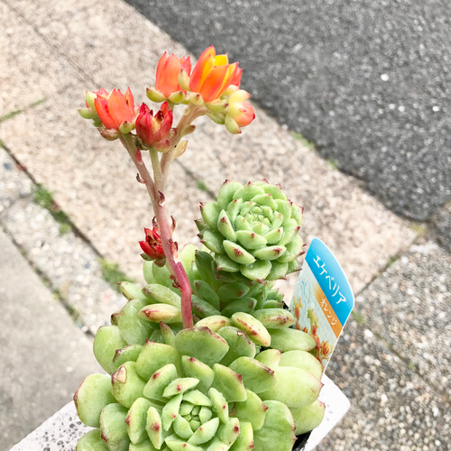 開花中 多肉植物 サボテン エケベリア オレンジ花品種 3.5号