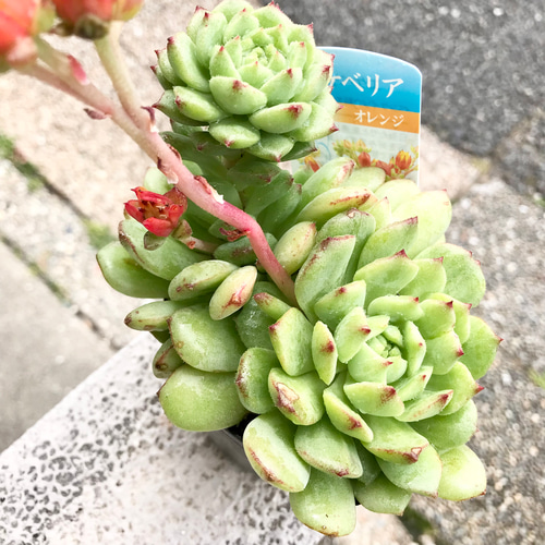 開花中 多肉植物 サボテン エケベリア オレンジ花品種 3.5号 その他