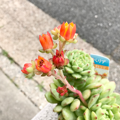 開花中 多肉植物 サボテン エケベリア オレンジ花品種 3.5号 その他