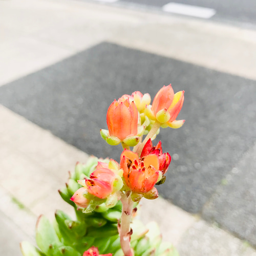 オレンジとピンクのサボテン 多肉植物 花サボテン 淡いオレンジ×ピンク