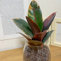 フィカス・ベリーズ　ハイドロカルチャー　観葉植物　インテリアに植物を！お手入れ簡単　初心者におすすめ　グリーンライフを！ 3枚目の画像
