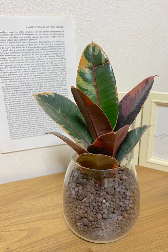 フィカス・ベリーズ　ハイドロカルチャー　観葉植物　インテリアに植物を！お手入れ簡単　初心者におすすめ　グリーンライフを！ 3枚目の画像