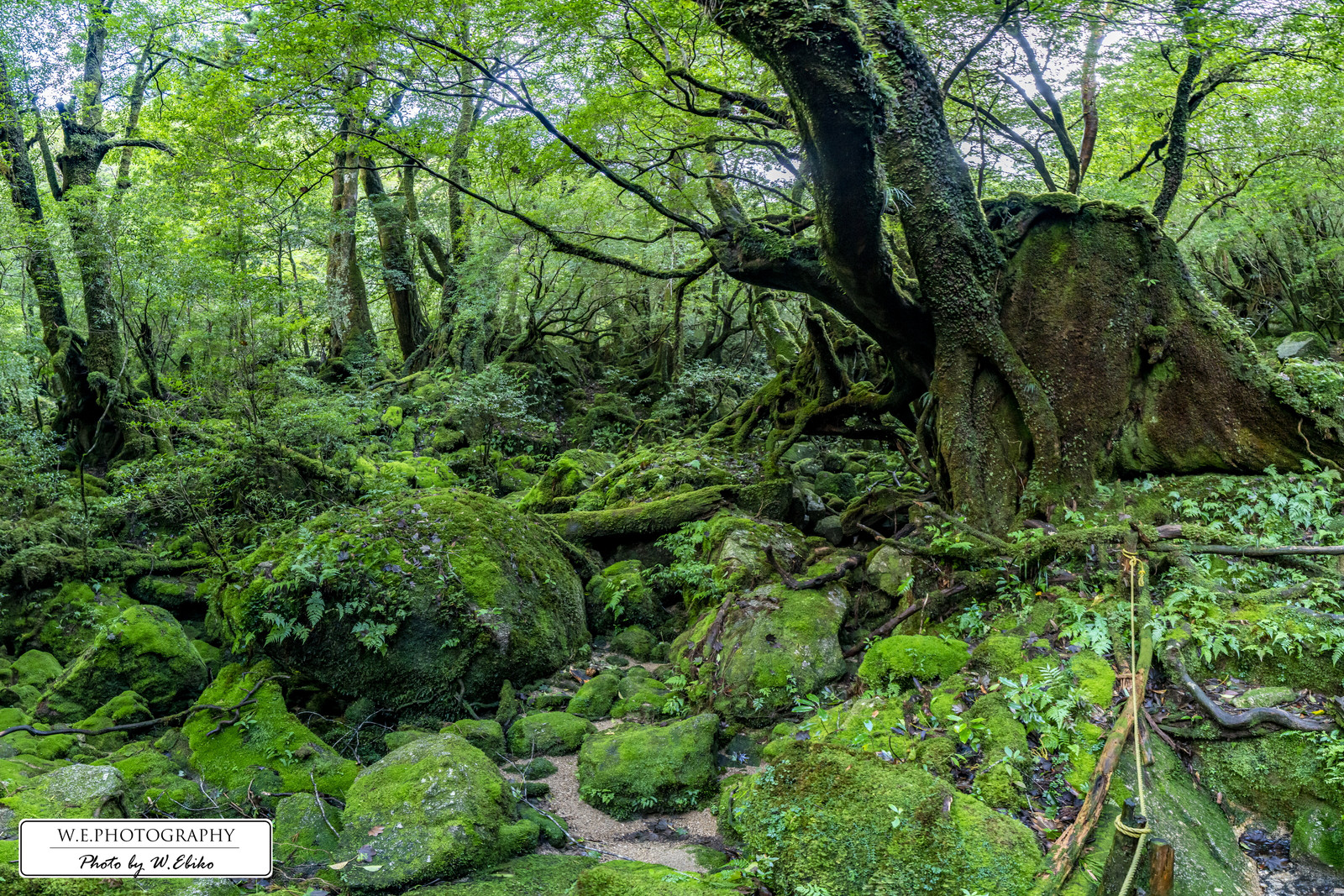 送料無料】A4～A0版アート絶景写真「鹿児島県 - 屋久島の苔むす森