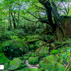【送料無料】A4～A0版アート絶景写真「鹿児島県 - 屋久島の苔むす森」 1枚目の画像