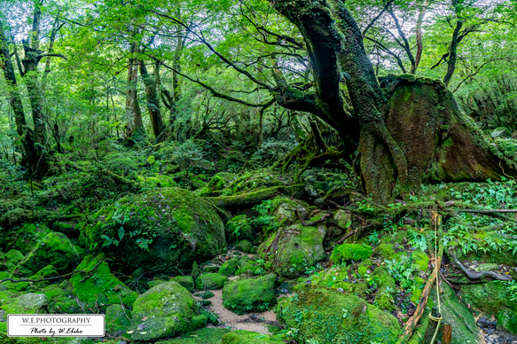 【送料無料】A4～A0版アート絶景写真「鹿児島県 - 屋久島の苔むす森」 1枚目の画像