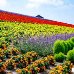 【送料無料】A4～A0版アート絶景写真「北海道 - 夏の富良野の花畑」 1枚目の画像