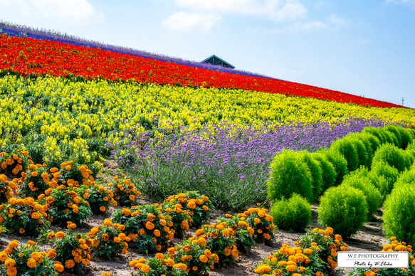 【送料無料】A4～A0版アート絶景写真「北海道 - 夏の富良野の花畑」 1枚目の画像