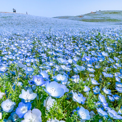 送料無料】A4～A0版アート絶景写真「茨城県 - ひたち海浜公園の