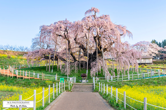 送料無料】A4～A0版アート絶景写真「福島県 - 満開の三春滝桜