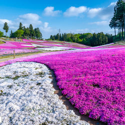 【送料無料】A4～A0版アート絶景写真「埼玉県 - 秩父羊山公園のシバザクラ」 1枚目の画像