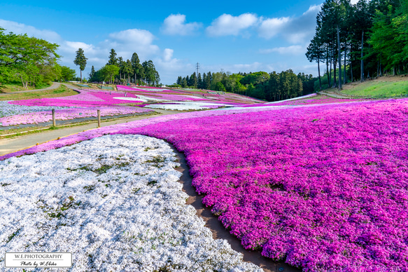 【送料無料】A4～A0版アート絶景写真「埼玉県 - 秩父羊山公園のシバザクラ」 1枚目の画像