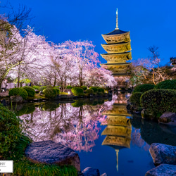 【送料無料】A4～A0版アート絶景写真「京都府 - 東寺のライトアップと桜」 1枚目の画像