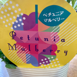 小輪ペチュニア『マルベニー』花芳さんオリジナル3.5号ポット 11枚目の画像