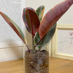 フィカス・ベリーズ　ハイドロカルチャー　観葉植物　インテリアに植物を！お手入れ簡単　初心者におすすめ　グリーンライフを！ 2枚目の画像