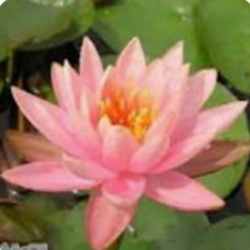 温帯性睡蓮【コロラド】ピンクにイエローが入るソフトな色彩の睡蓮 重なる花びらが豪華 1枚目の画像