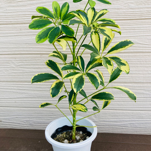 カポック ハッピーイエロー ☆観葉植物☆ アートフラワー njt1 通販