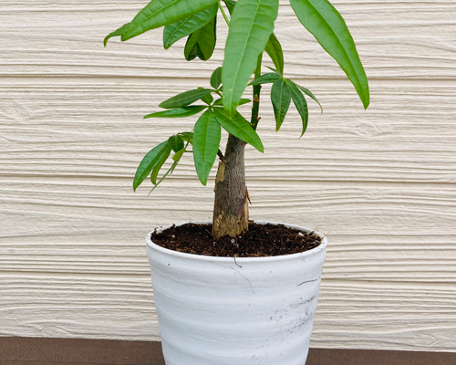 パキラ♪ 大鉢シンボル】パキラ｜特殊樹形の観葉植物ECサイト【the est】