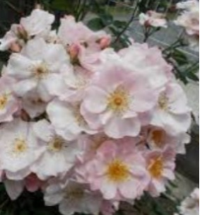 薔薇【フラワー・ガール 大苗】優しくウェーブした花びらがなんともいえず可愛い  ファンの多い薔薇