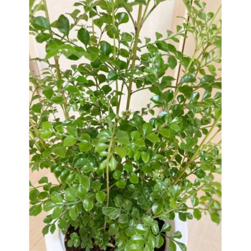 シマトネリコ 鉢植え 7号株立ち 受皿付き その他インテリア雑貨