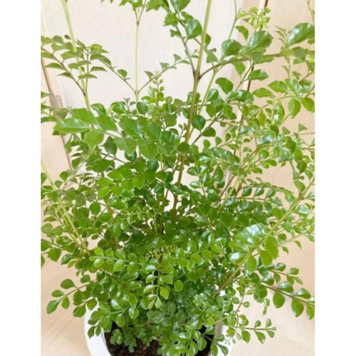 シマトネリコ 鉢植え 7号株立ち 受皿付き その他インテリア雑貨