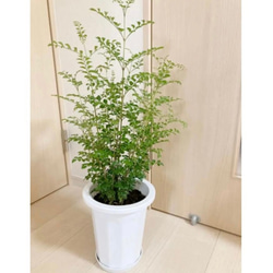 5鉢　シマトネリコ　鉢植え　3号株立ち シマトネリコ 鉢植え 3号株立ち その他インテリア雑貨 kobatori
