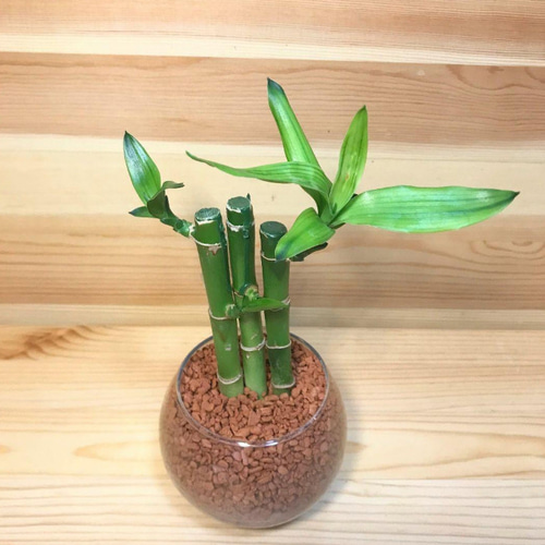 ミリオンバンブー ハイドロカルチャー 観葉植物 アートフラワー 
