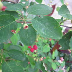ジューンベリー　シンボルツリーに最適　記念樹に　家庭果樹　生食ジャムジュース　紅葉　 5枚目の画像