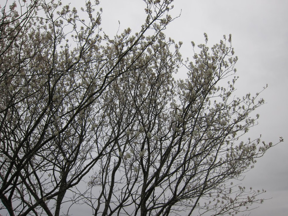 ジューンベリー　シンボルツリーに最適　記念樹に　家庭果樹　生食ジャムジュース　紅葉　 4枚目の画像