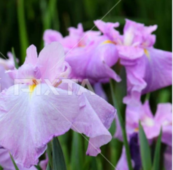 花しょうぶ【津の花】ピンク好きにはたまらない 画像よりはるかにピンクの花が咲きます 毎年律儀に開花してくれます 1枚目の画像