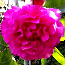 強香り♡フリルのシックな薔薇 強香り♡フリルのシックな薔薇 【公式通販】