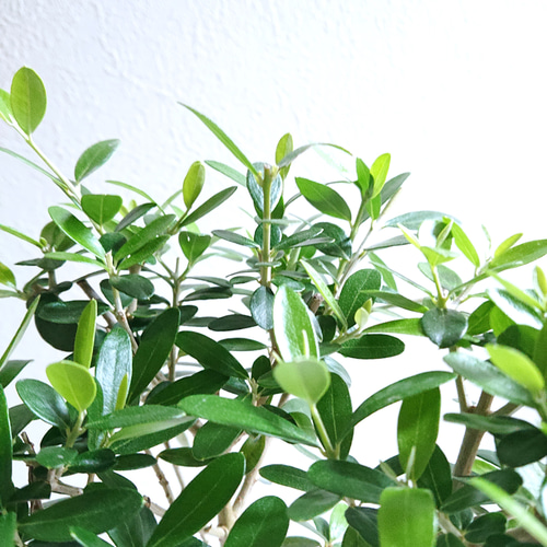 ○限定○新作○ 希少 ”種から育った実生ミニオリーブ シルベストリス