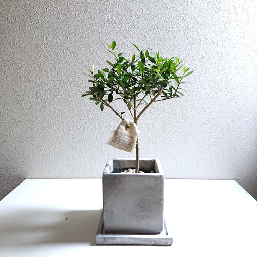 ○限定○新作○ 希少 ”種から育った実生ミニオリーブ シルベストリス