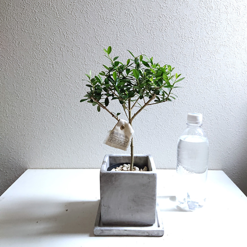 ○限定○新作○ 希少 ”種から育った実生ミニオリーブ シルベストリス