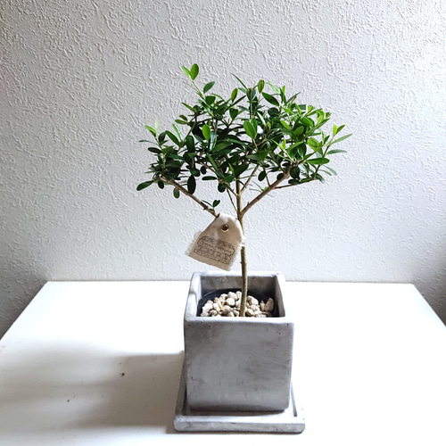 ✨希少✨パキラ　ミルキーウェイ　実生苗3 希少な植物 実生3株セット パキラ ミルキーウェイ 実生苗 斑入り 2.5