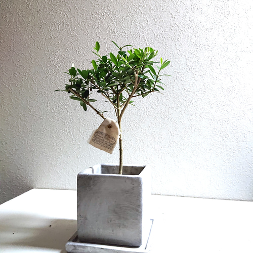 オリーブ 希少種 シルベストリス 太木 古木 オリーブ：シルベストリス