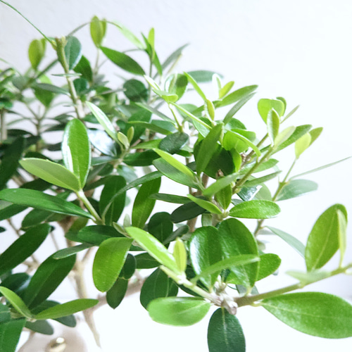 ○限定○新作○ 希少 ”種から育った実生ミニオリーブ シルベストリス