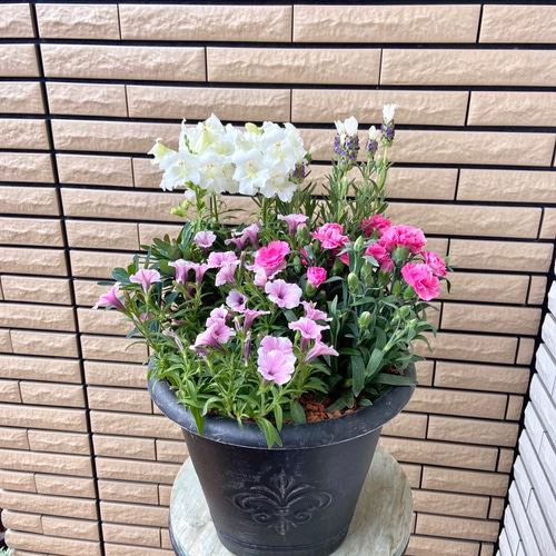 サマーセール35%オフ ペチュニアミルキーピーチのカゴ寄せ植え☆ | www