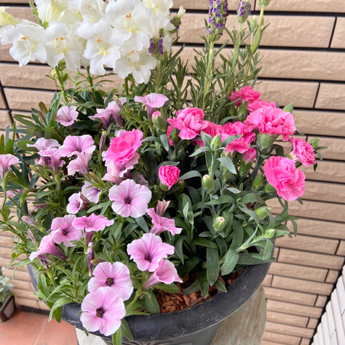 ブラックの鉢にペチュニアミルキーピーチとカーネーションの寄せ植え