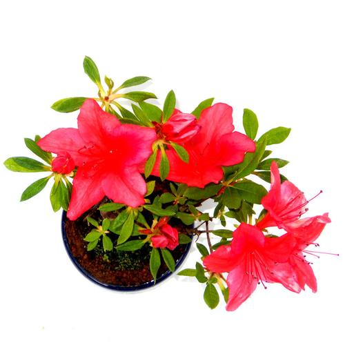 屋久島産（品種 ツツジ赤）のミニ盆栽 ☆盆栽鉢付き ミニ盆栽 盆栽