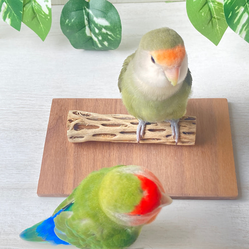 足辺りの優しいカクタス止まり木(Sサイズ) おもちゃ・ペット 足辺りの優しいカクタス止まり木(Sサイズ) おもちゃ・ペット