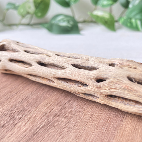 足辺りの優しいカクタス止まり木（Sサイズ） おもちゃ・ペット小物