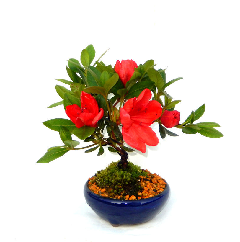★　屋久島マイヅル草盆栽