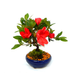 ★　屋久島マイヅル草盆栽 ☆ 屋久島マイヅル草盆栽