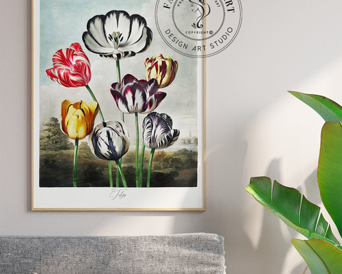 アートポスター チューリップ ボタニカル アンティーク クラシック 春
