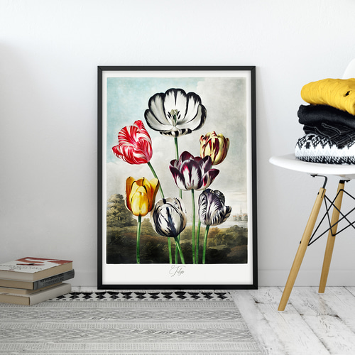 アートポスター チューリップ ボタニカル アンティーク クラシック 春